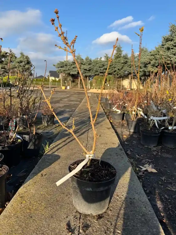 forsycja-posrednia-goldrausch3-floravi.pl