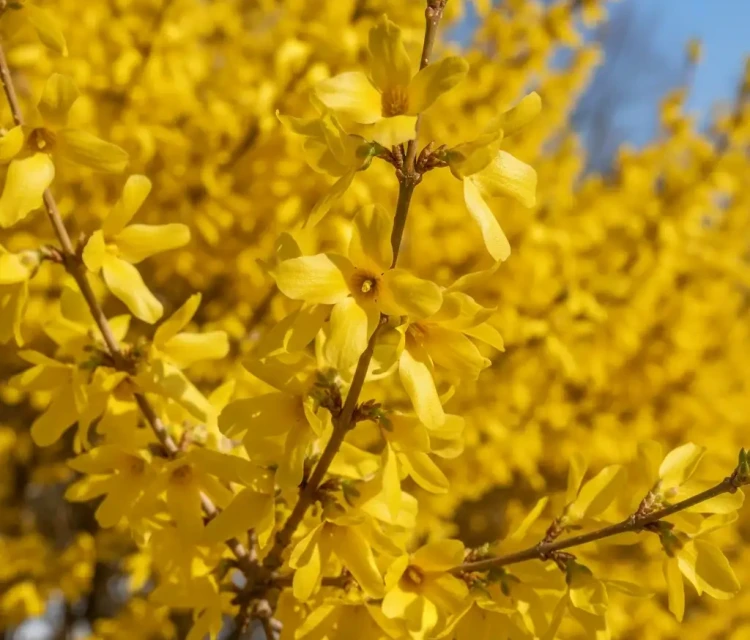 forsycja-posrednia-goldrausch2-floravi.pl