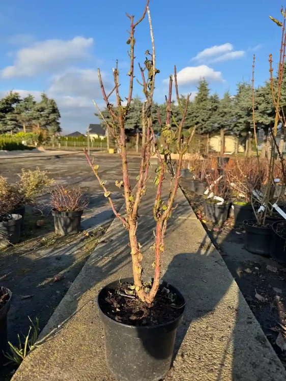 deren-swidwa-compressa3-floravi.pl
