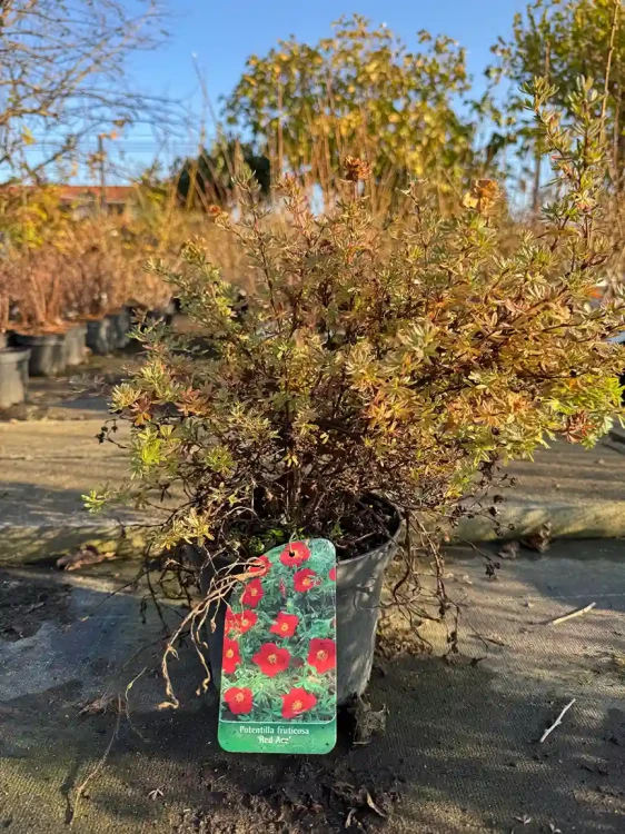 pieciornik-krzewiasty-red-ace3-floravi.pl