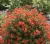 pieciornik-krzewiasty-red-ace1-floravi.pl