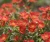 pieciornik-krzewiasty-red-ace2-floravi.pl