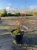 tawula-houttea-gold-fountain3-floravi.pl
