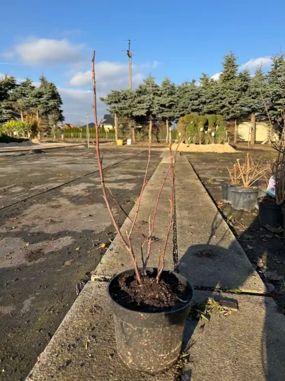 porzeczka-krwista3-floravi.pl