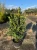 bukszpan-aurea3-floravi.pl