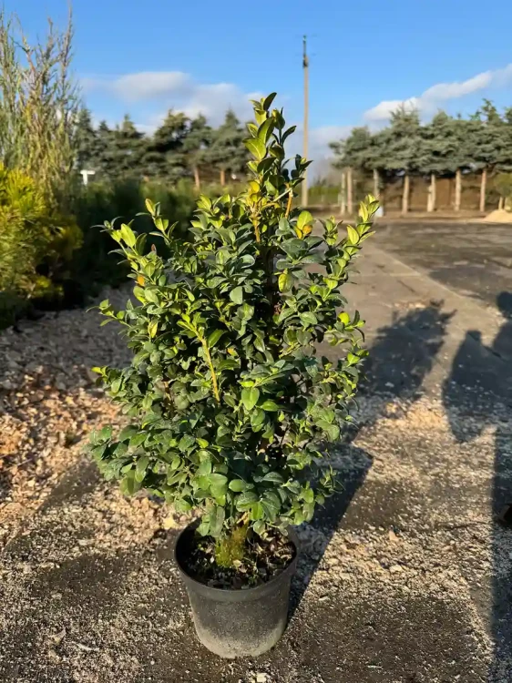bukszpan-aurea3-floravi.pl