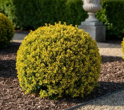 bukszpan-aurea1-floravi.pl