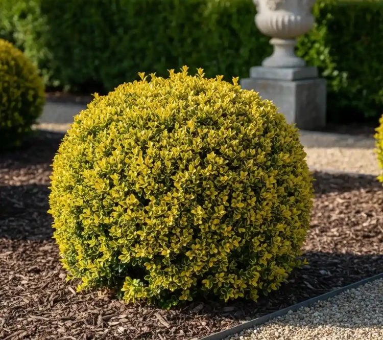 bukszpan-aurea1-floravi.pl
