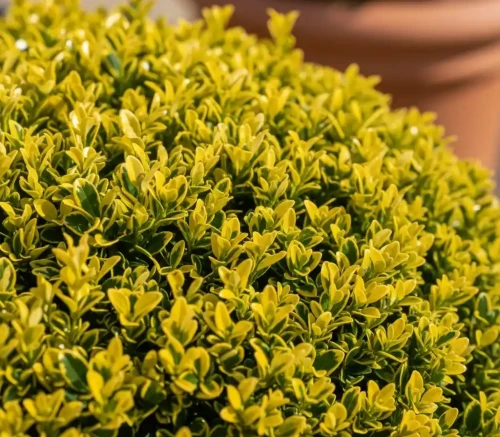 bukszpan-aurea2-floravi.pl
