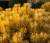 Sosna-gorska-winter-gold2-floravi.pl