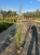 jalowiec-skalny-blue-arrow3-floravi.pl