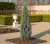 jalowiec-skalny-blue-arrow1-floravi.pl