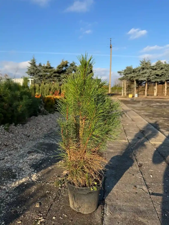 Sosna-czarna-pyramidalis3-floravi.pl