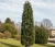 Sosna-czarna-pyramidalis1-floravi.pl