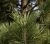 Sosna-czarna-pyramidalis2-floravi.pl