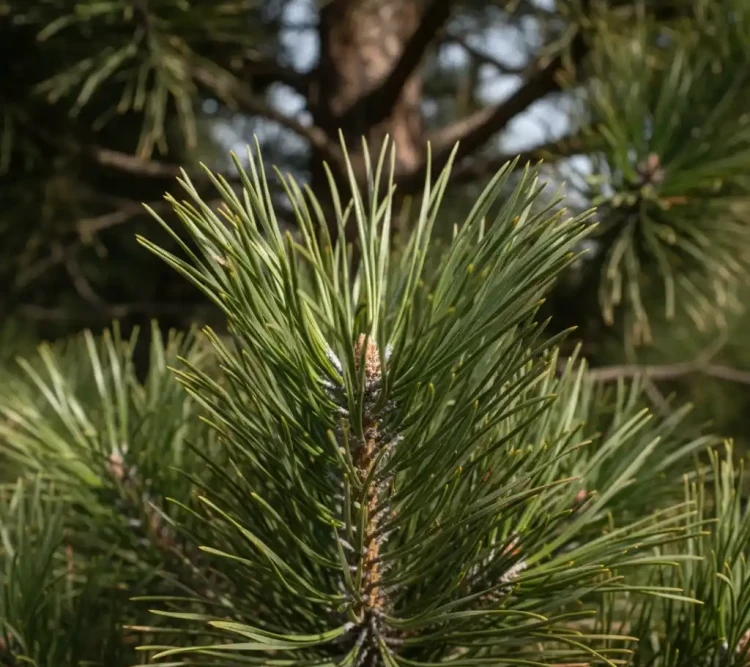 Sosna-czarna-pyramidalis2-floravi.pl