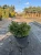 swierk-pospolity-little-gem3-floravi.pl
