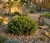 swierk-pospolity-little-gem1-floravi.pl
