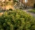 swierk-pospolity-little-gem2-floravi.pl