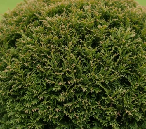 zywotnik-zachodni-hoseri2-floravi.pl