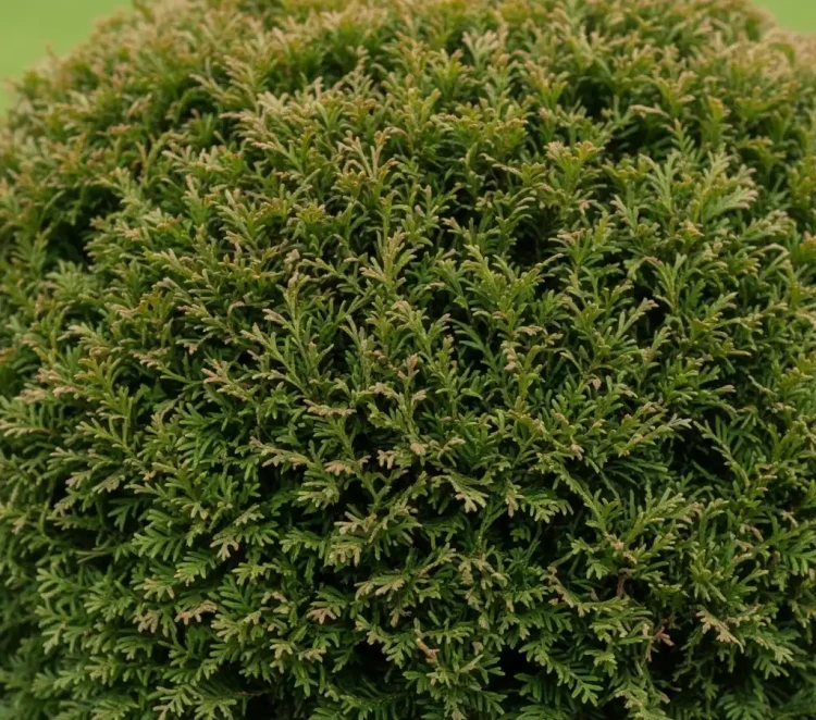 zywotnik-zachodni-hoseri2-floravi.pl