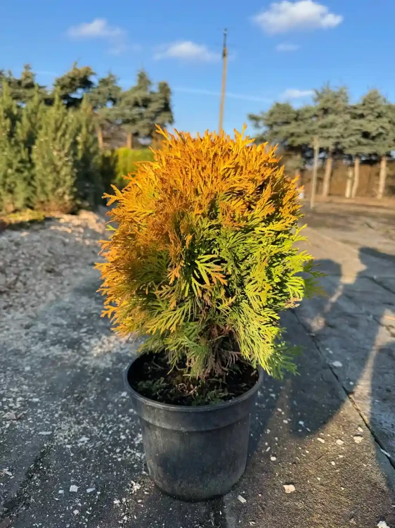 zywotnik-zachodni-mirjam3-floravi.pl
