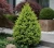 swierk-bialy-conica1-floravi.pl