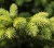 swierk-bialy-conica2-floravi.pl