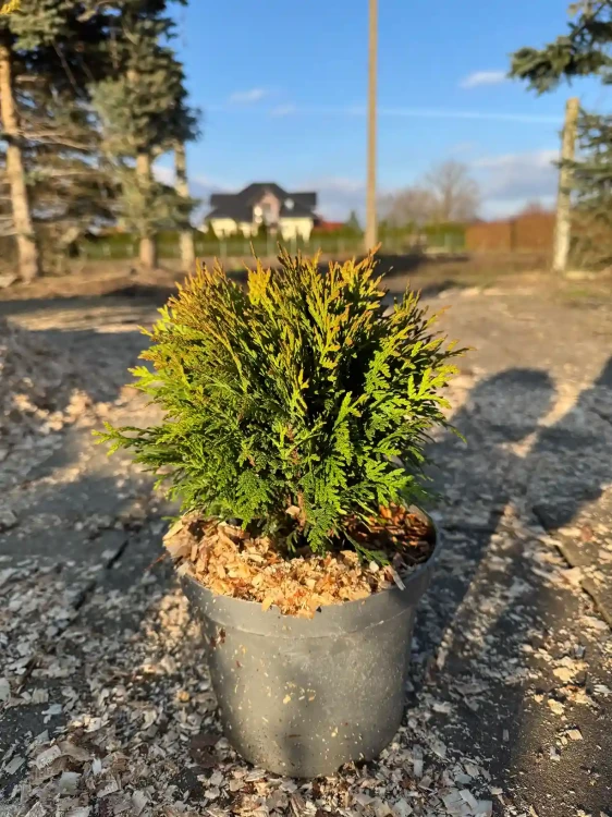 tuja-zywotnik-zachodni-danica3-floravi.pl