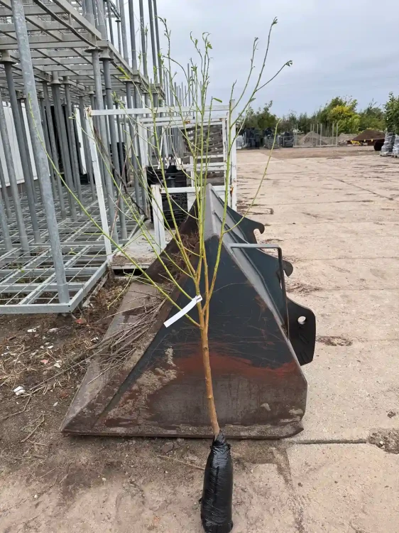 brzoskwinia-w-balocie-floravi.pl