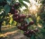 czeresnia-hudson1-floravi.pl