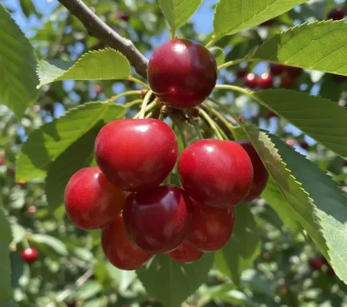 czeresnia-sweetheart1-floravi.pl