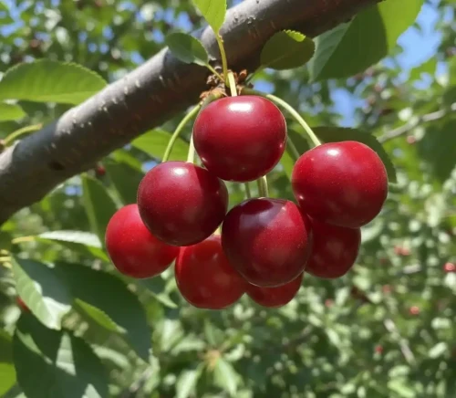 czeresnia-sweetheart2-floravi.pl