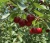 czeresnia-sweetheart3-floravi.pl
