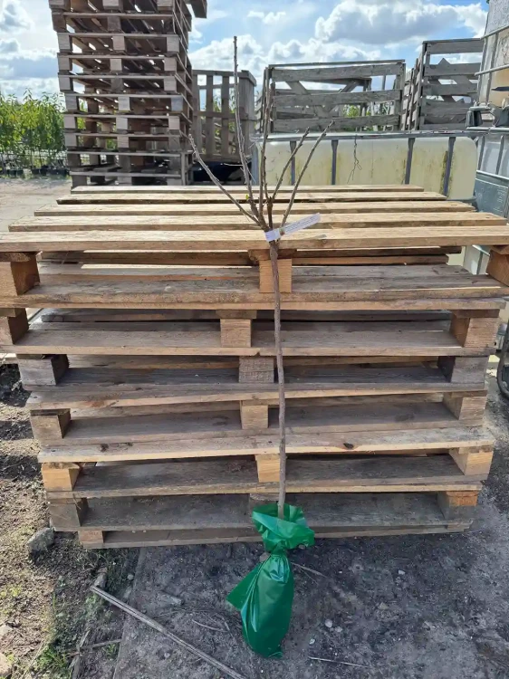 porzeczka-czerwona-na-pniu-floravi.pl