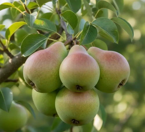 grusza-faworytka-klapsa1-floravi.pl