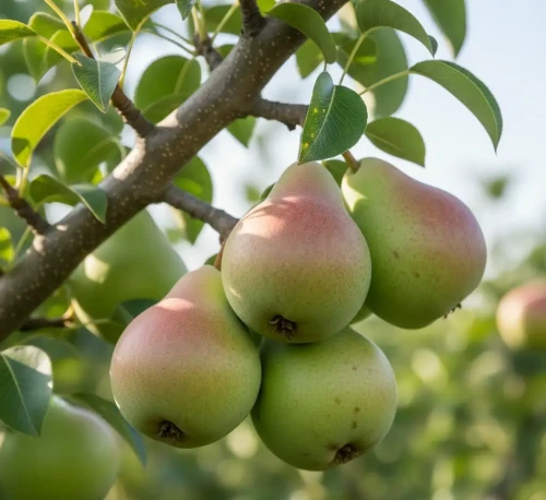 grusza-faworytka-klapsa2-floravi.pl