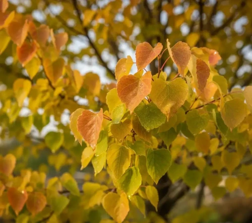 judaszowiec-kanadyjski-the-rising-sun2-floravi.pl