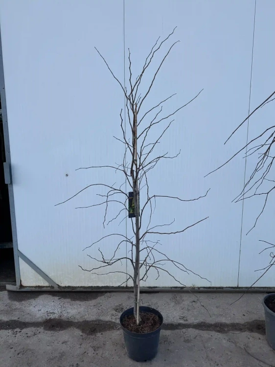 Judaszowiec-kanadyjski-the-rising-sun5-floravi.pl