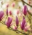 magnolia-susan1-floravi.pl