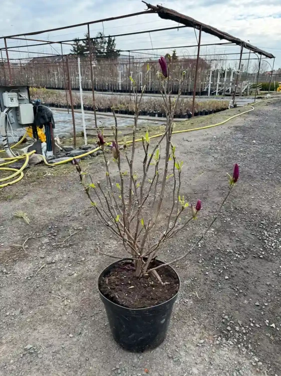 magnolia-susanC10-floravi.pl