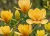 magnolia-judy-zuk2-floravi.pl