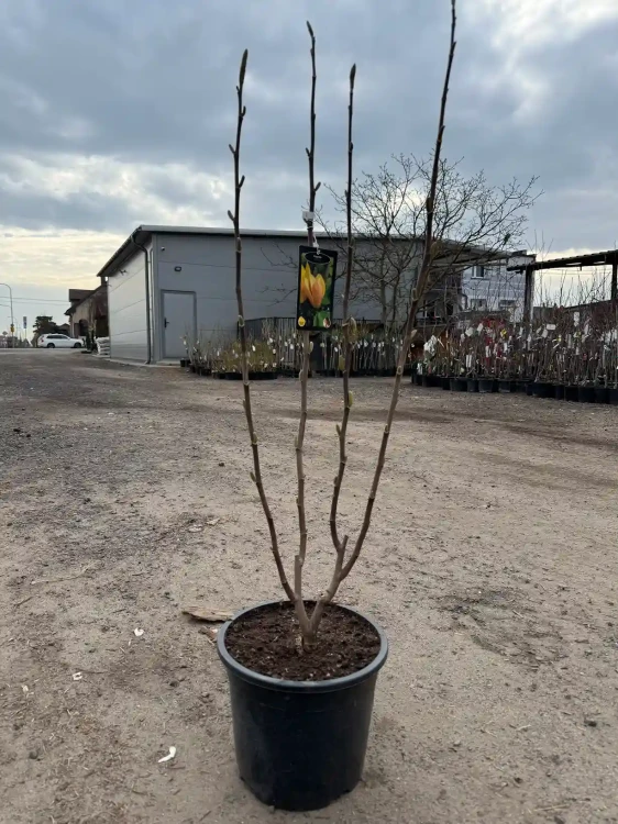 magnolia-judy-zuk3-floravi.pl