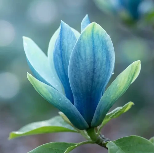 Magnolia-Blue-Opal1-floravi.pl