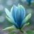 Magnolia-Blue-Opal1-floravi.pl