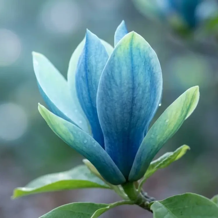Magnolia-Blue-Opal1-floravi.pl