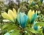Magnolia-Blue-Opal2-floravi.pl