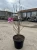 magnolia-pink-piramid6-floravi.pl