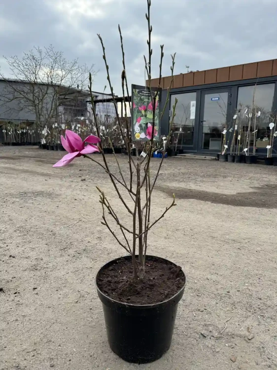 magnolia-pink-piramid6-floravi.pl