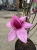 magnolia-pink-piramid3-floravi.pl